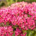 Sedum telephium 'Herbstfreude'