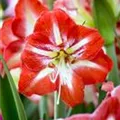 Hippeastrum 'Hermitage'