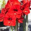 Hippeastrum 'Olaf'