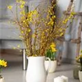 Ostern - Forsythienstrauß
