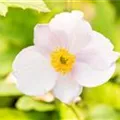 Anemone tomentosa 'Robustissima'