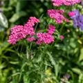 Achillea millefolium, rot