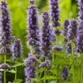 Agastache rugosa 'Blue Fortune'