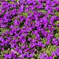 Aubrieta x cultorum 'Hamburger Stadtpark'