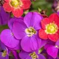 Saxifraga & Aubrieta Early SunPoly®