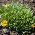 Delosperma cooperi, gelb