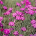 Dianthus carthusianorum
