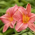Hemerocallis