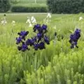 Iris x germanica, dunkelblau