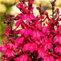 Lobelia x speciosa 'Starship Deep Rose'