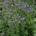 Polemonium caeruleum