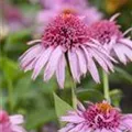 Echinacea