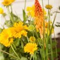 Kniphofia uvaria, orange