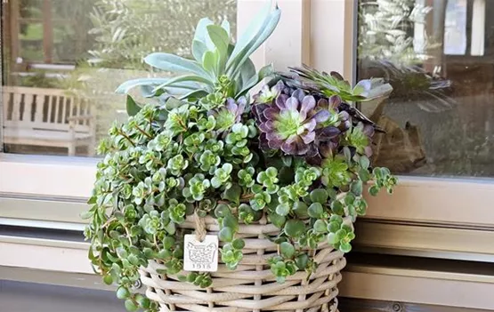 Kleiner Drypot.jpg Kleiner Drypot.jpg