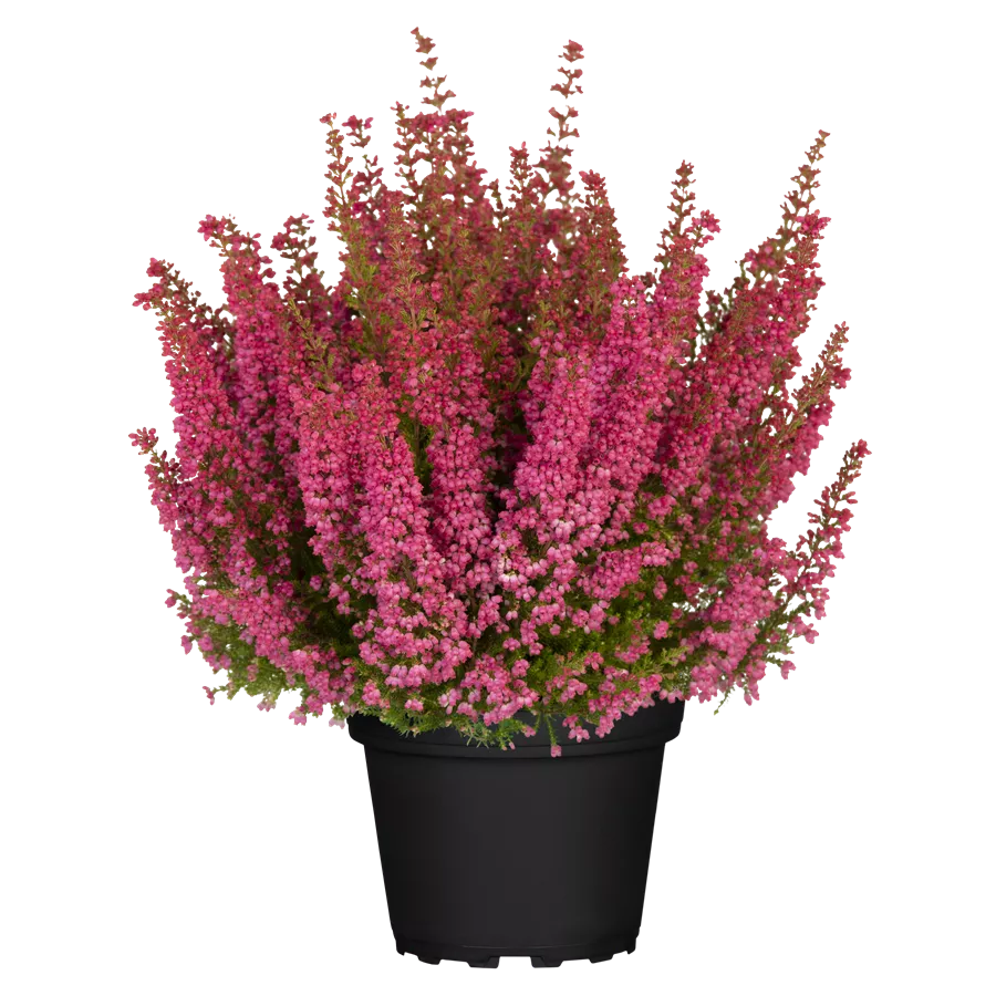 Pink, 12cm Topf, Glockenheide