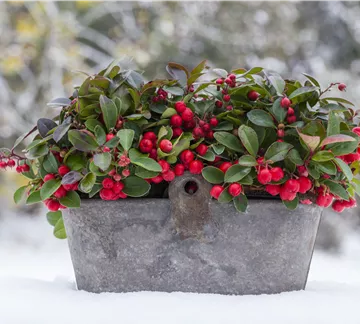 Gaultheria procumbens