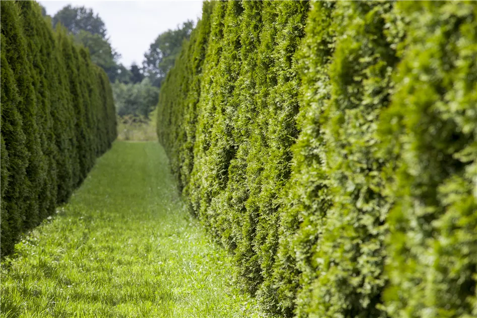 Thuja occidentalis 'Smaragd' 300cm, Aus eigener Produktion - Urgibl grn  erleben