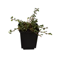 Cotoneaster procumbens 'Streibs Findling'