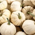 Cucurbita pepo 'Baby Boo'