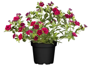 Calibrachoa