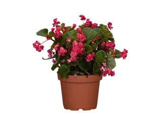 Begonia semperflorens, gefüllt