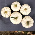 Cucurbita pepo 'Baby Boo'