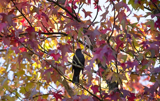Vogel im Baum Vogel im Baum