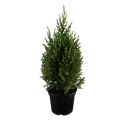 Juniperus chinensis 'Stricta'