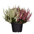 Calluna vulgaris 'Beauty Ladies'® Trio