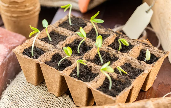 Anzuchtplatte Anzuchtplatte