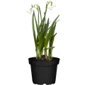 Leucojum aestivum