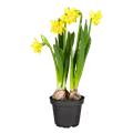 Narcissus ,Tete Boucle'