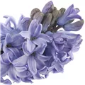 Hyacinthus orientalis