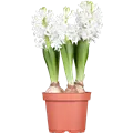 Hyacinthus orientalis