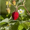 Fragaria vesca