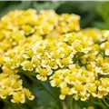 Achillea millef. 'Milly Rock Yellow Terracotta'