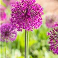 Allium aflatunense 'Purple Sensation'