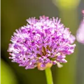 Allium aflatunense 'Purple Sensation'