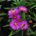 Aster dumosus 'Anneke'
