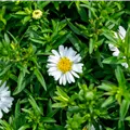 Aster dumosus Alpha White