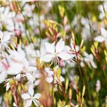 Gaura lindheimeri 'Whirling Butterflies'