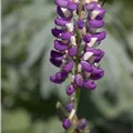 Lupinus polyphyllus 'Russel'
