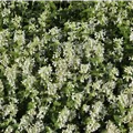 Nepeta x faassenii 'Snowflake'