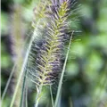 Pennisetum alopecuroides 'Hameln'