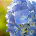 Hydrangea macr. 'Endless Summer'®