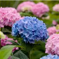 Hydrangea 'Endless Summer'®