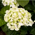 Hydrangea 'Endless Summer'® 'The Bride'