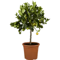 Citrus madurensis, Stamm