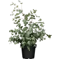 Eucalyptus gunnii