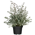 Eucalyptus gunnii